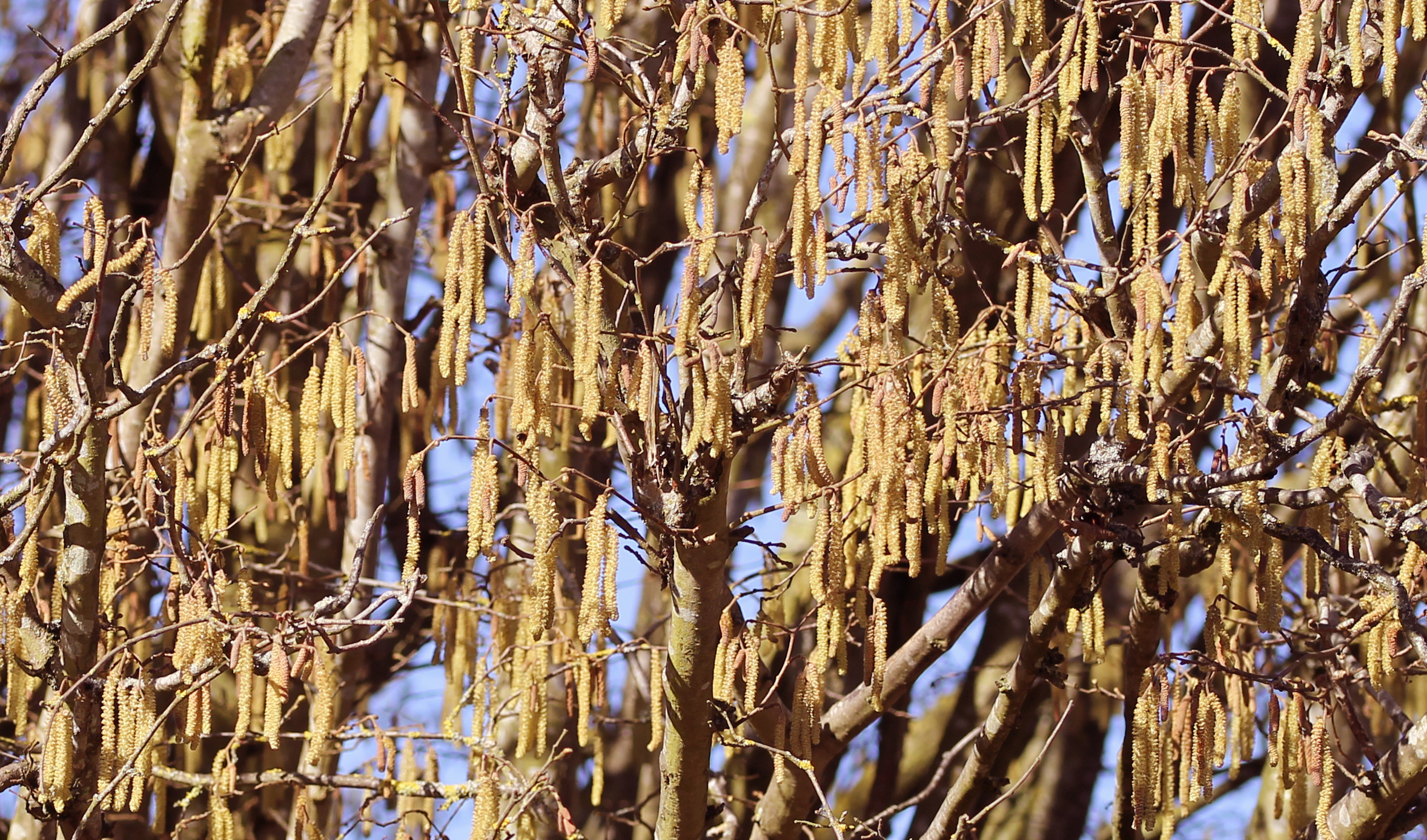 Catkins in mass