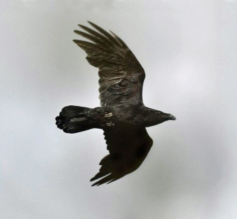 Raven in flight crop