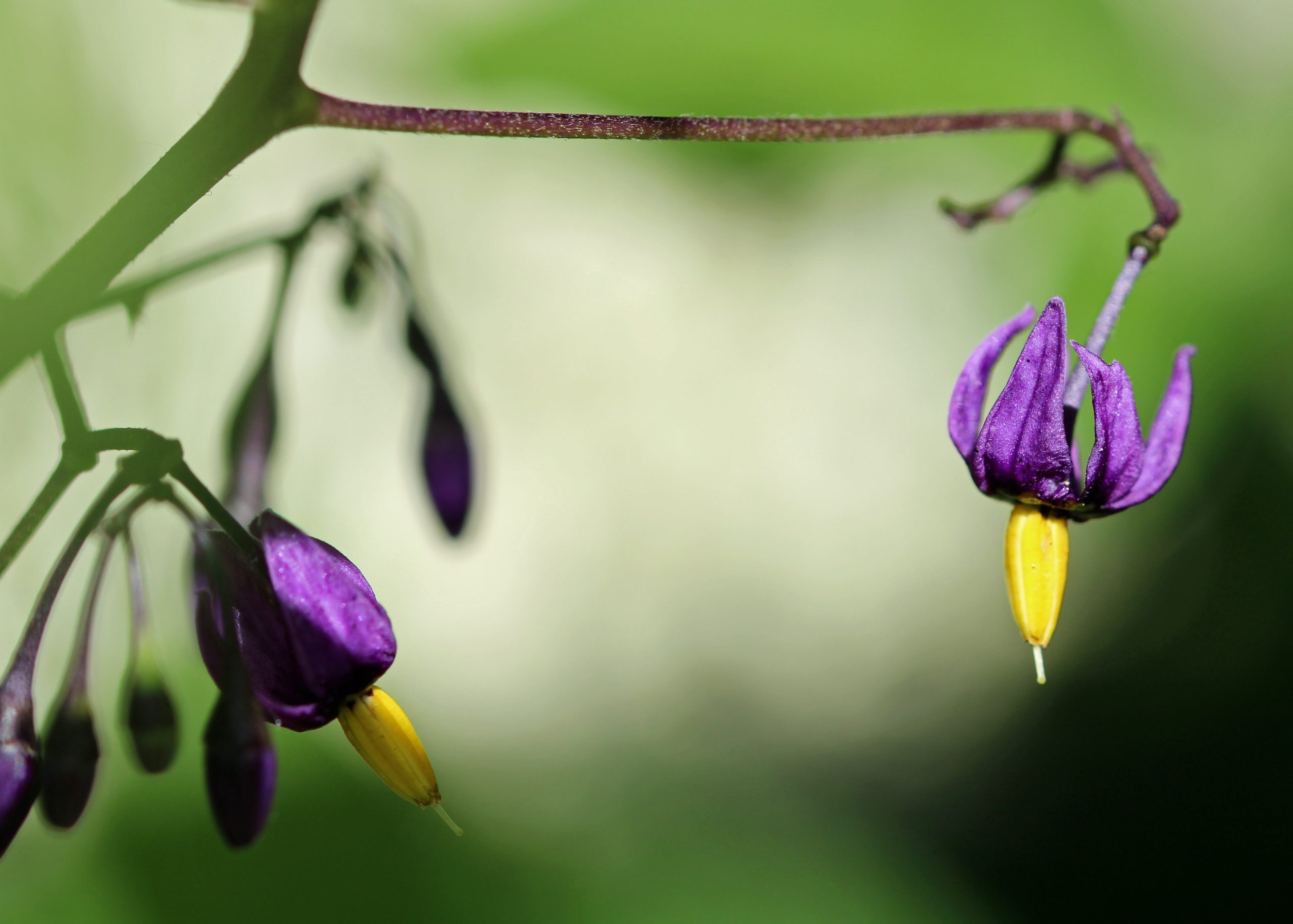 Not so deadly Nightshade Bredfield Wildlife