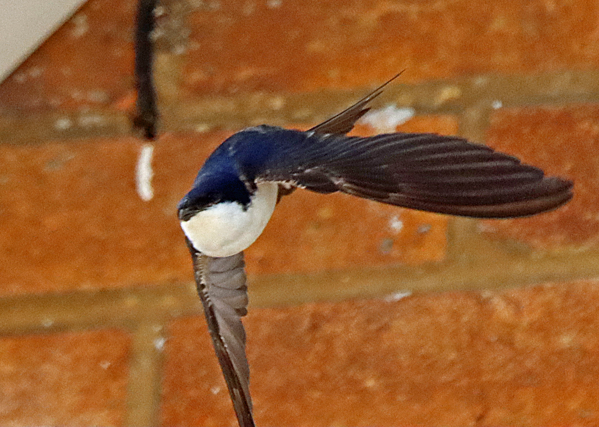 House-Martins-5