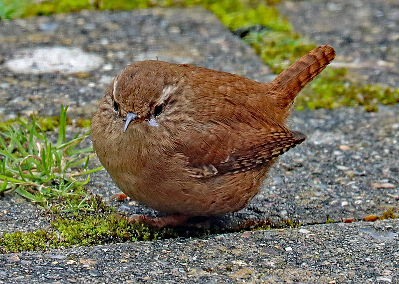 Wren