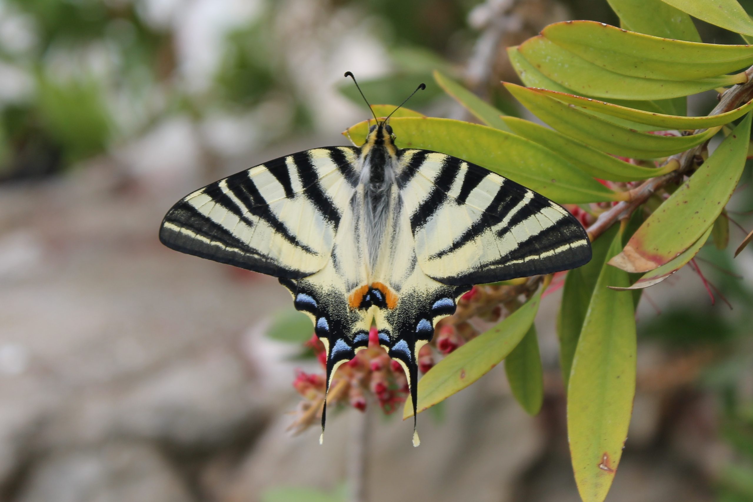 Swallowtail 1