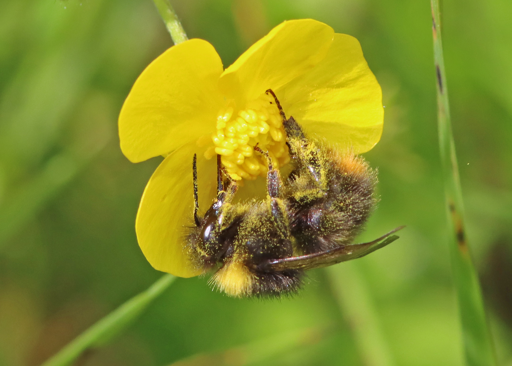Buttercups – Bredfield Wildlife