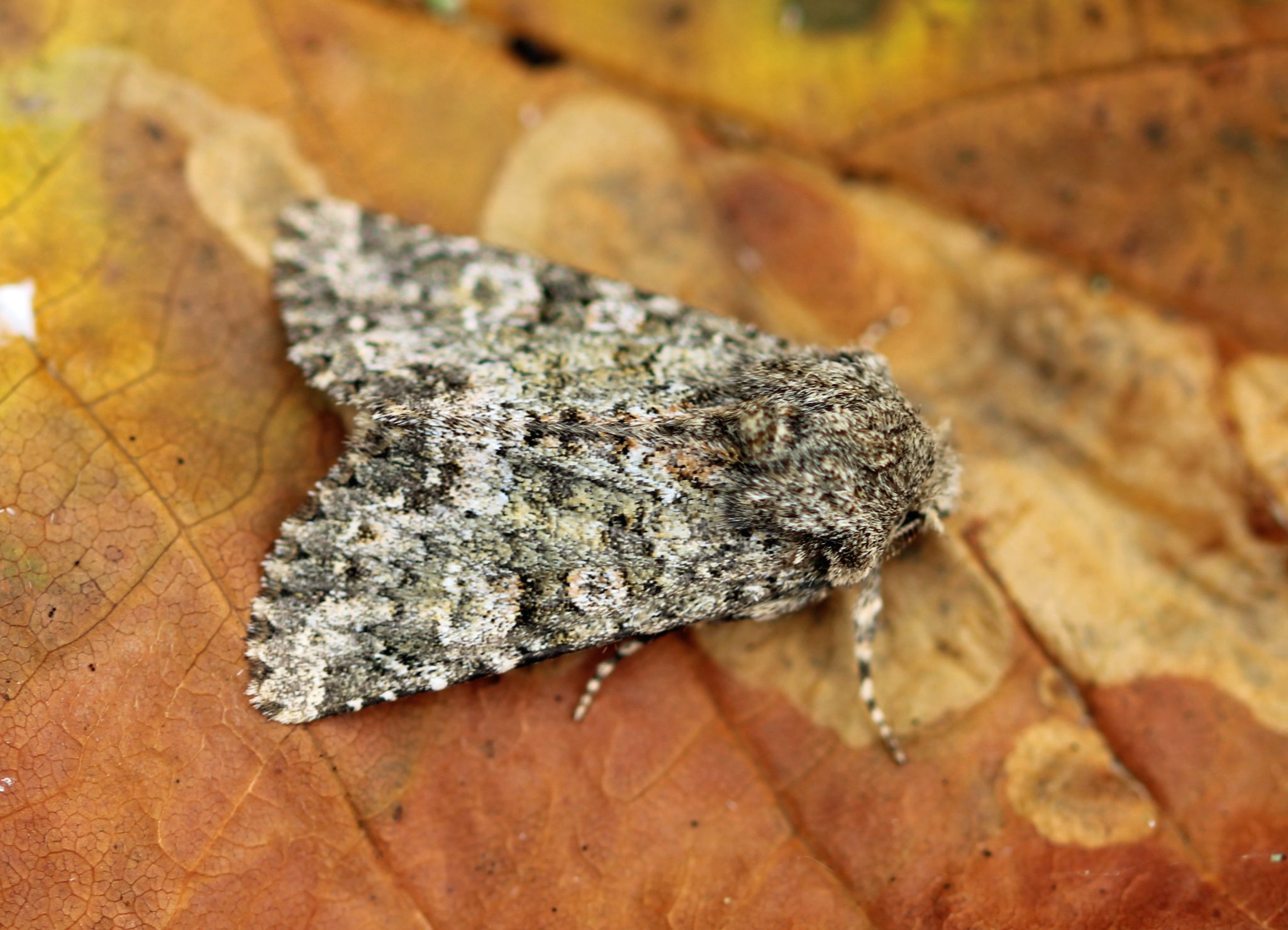 Buttercups – Bredfield Wildlife