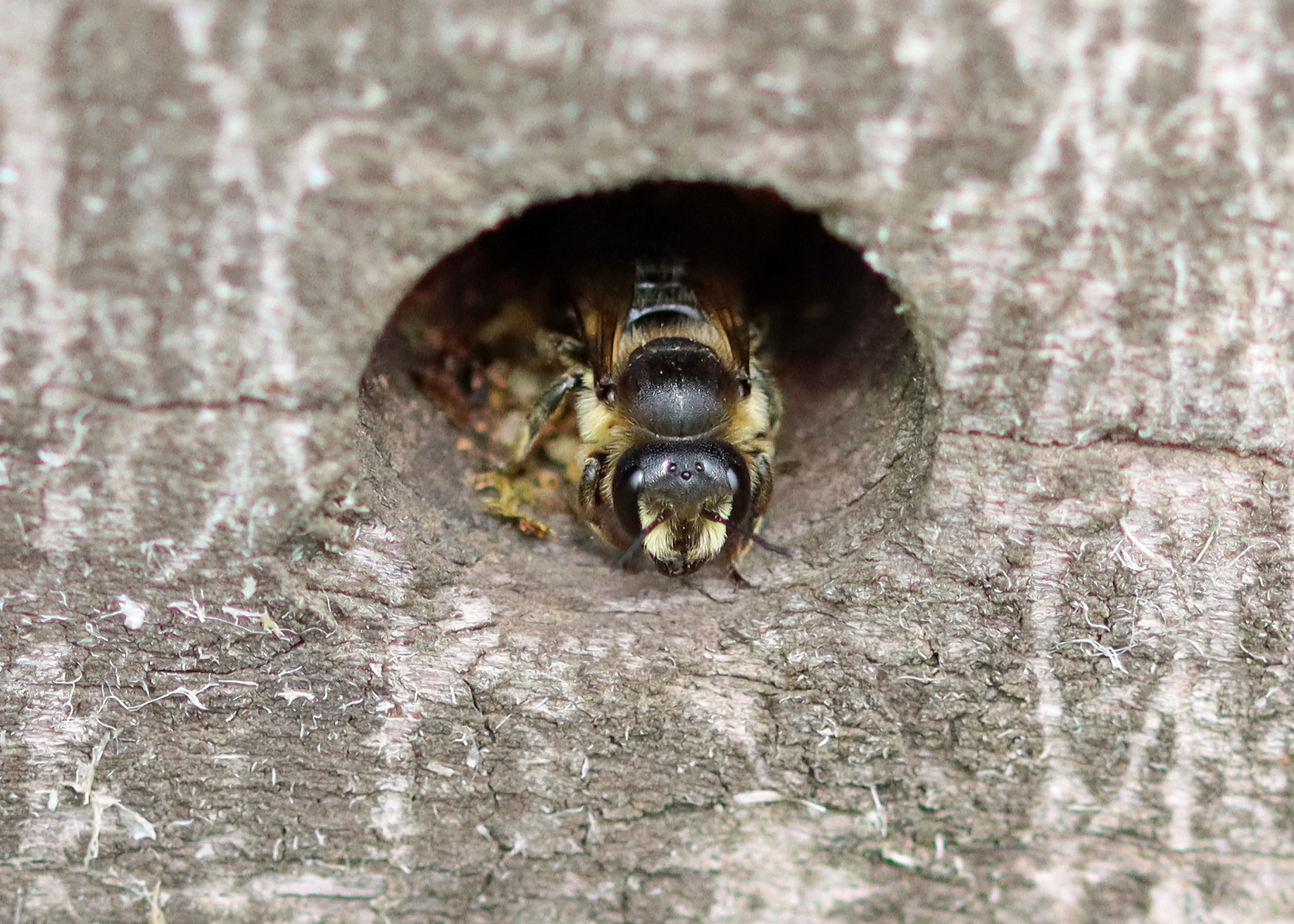 Brown-footed Leaf-cutter Bee 3