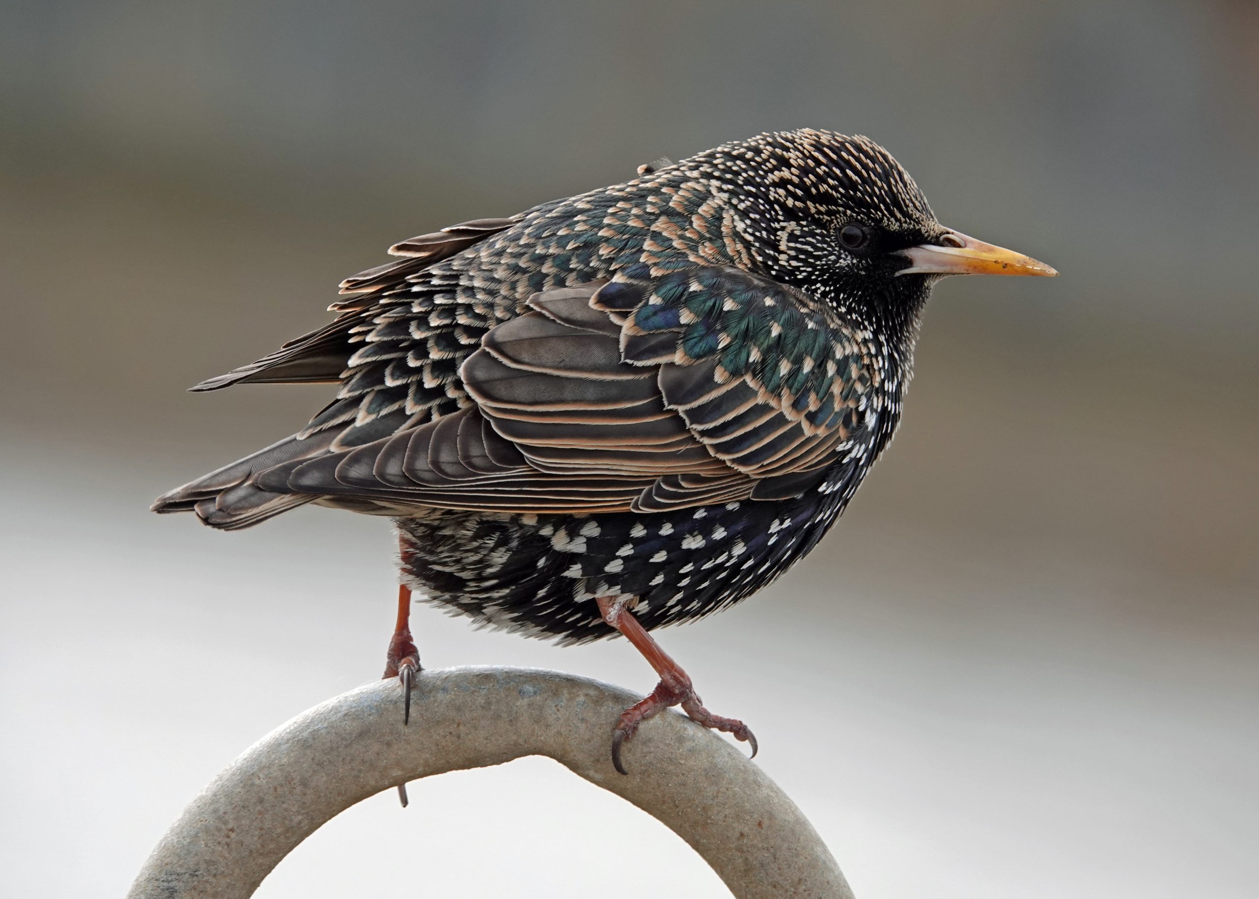Starling