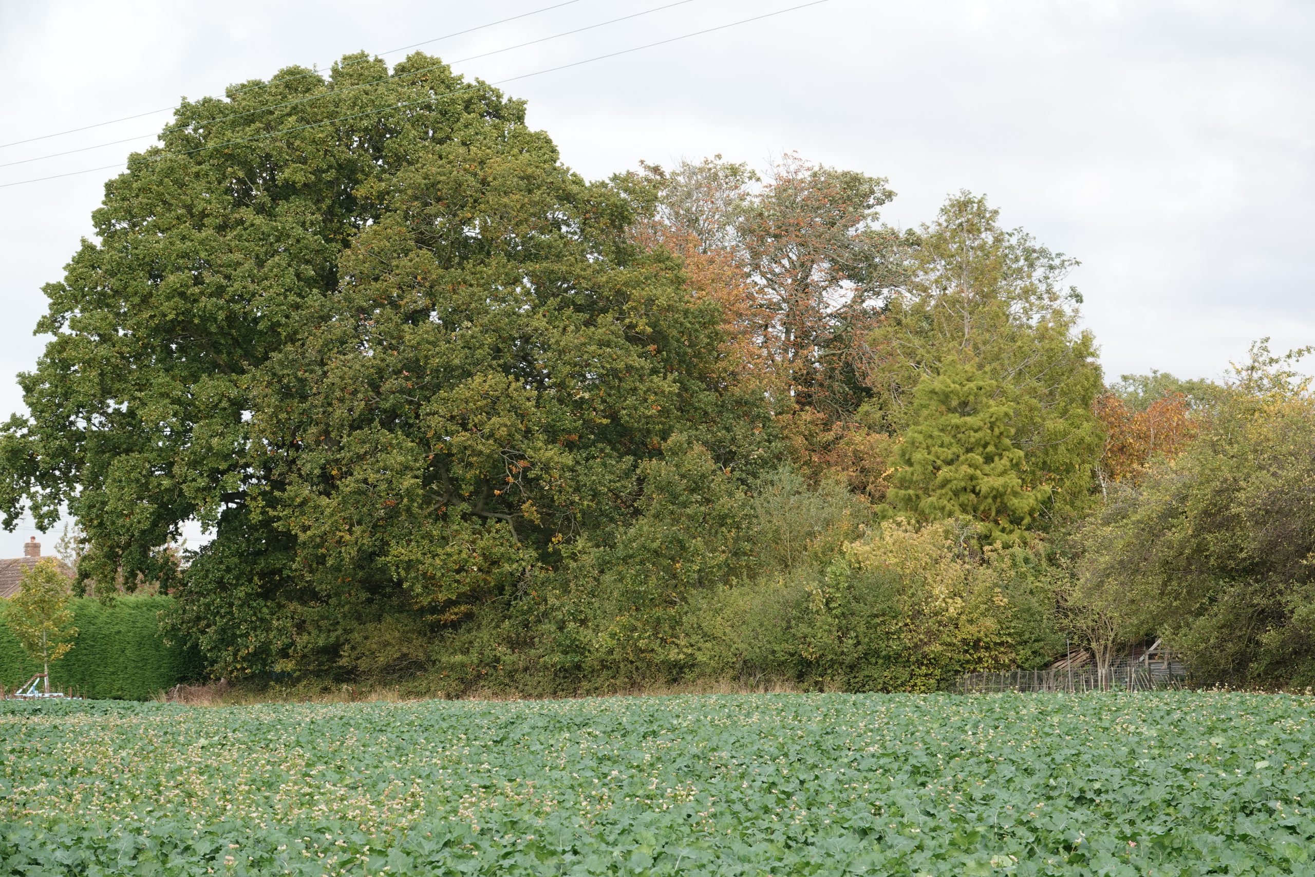 Copse at rear of Bumbles