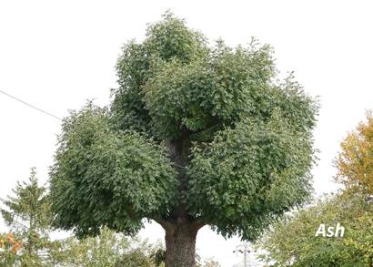 A tree with many leaves

AI-generated content may be incorrect.