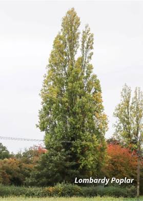 A tall tree in a field

AI-generated content may be incorrect.