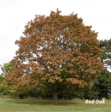 A tree in a field

AI-generated content may be incorrect.