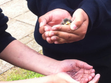 Wildlife Friendly Learning
