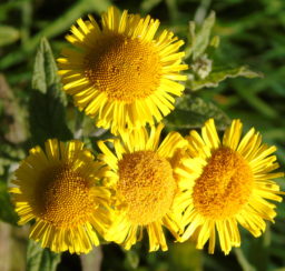 Common Fleabane in autumn sun